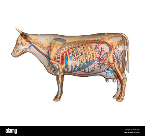 Anatomy Of The Cow Circulary Heart Circulation Stock Photo Alamy