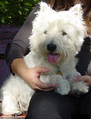 west highland white terrier facts  kids