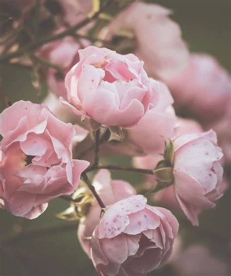 Pin On Color Pinks Pastel Pink Aesthetic Aesthetic Roses Pink