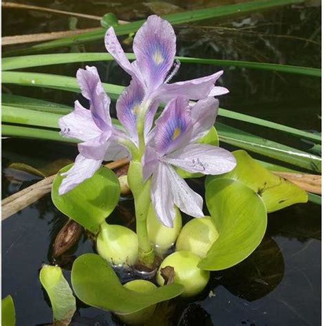 Water Hyacinth Eichhornia Crassipes Download Scientific Diagram