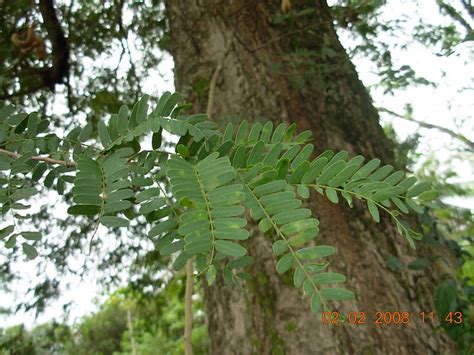 Pokok Asam Jawa Tamarindus Indica Famili Fabaceae Pokok Flickr Photo Sharing