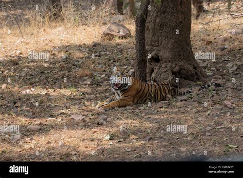Royal Bengal Tiger Stock Photo Alamy