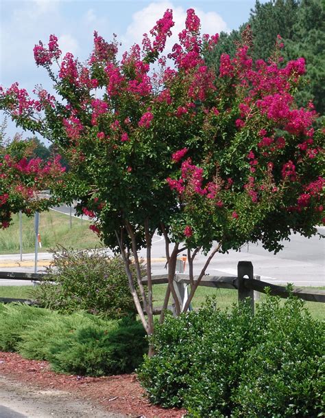 Many trees have other bonuses, such as colorful flowers, delicious fruit and nuts, and in some why you should plant a tree. How Should I Prune My Crape Myrtle?