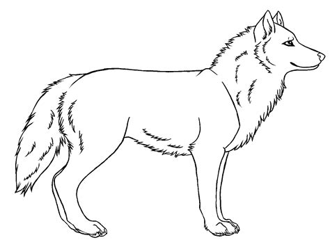 Wolf Drawing