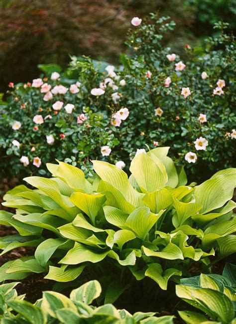 26 Of The Best Hosta Varieties For Your Shade Garden