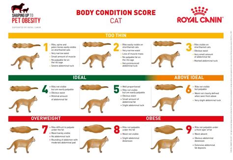 Screening evaluation nutritional screening is part of routine history taking and physical examination of every animal. Obesity & Weight Management - CPVG Information Sheets