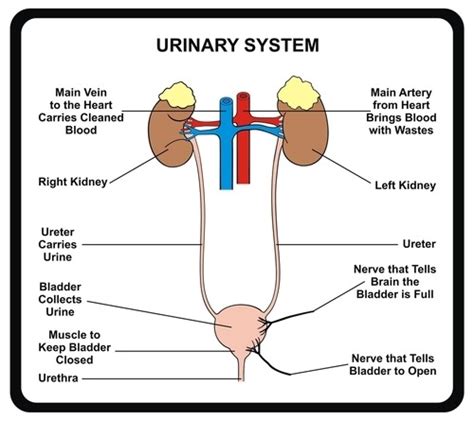 Body Structure Urinary System Flashcards Quizlet