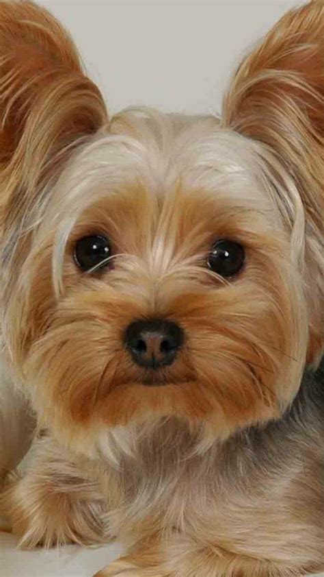 Weitere ideen zu süße hunde bilder süße hunde und hunde. Süße Kleine Hunde Bilder Für Whatsapp | Bilder und Sprüche ...