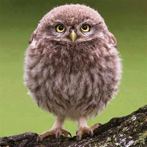 Cute Owl From Rpics Rphotoshopbattles