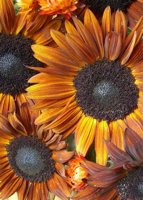 Beautiful Rust Colored Sunflower Helianthus Annuus 20 Seeds