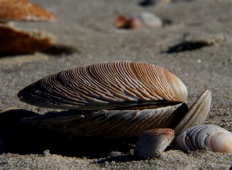 Free Images Beach Sand Rock Wood Wildlife Fauna Material Invertebrate Seashell Clam