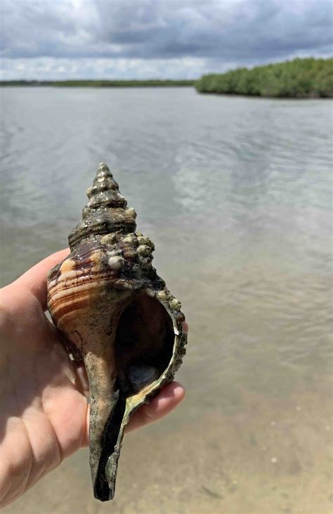 Seashells By Millhillhorse Conch