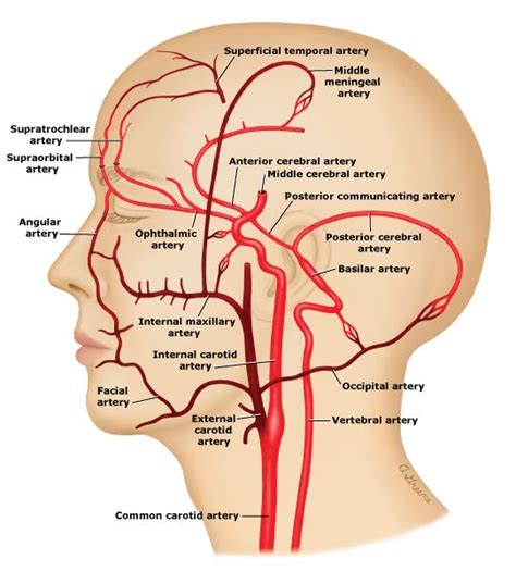 Cardiac Anatomy Peripheral Blood Vessels Systemic Veins Svc