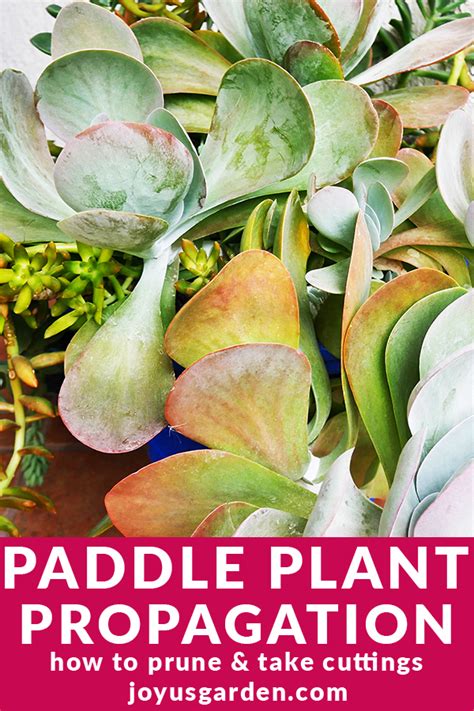 Den nemmeste måde at udbrede kalanchoe på er at plante blade eller blade i spring eller sommer. Paddle Plant Propagation: How To Prune & Take Cuttings