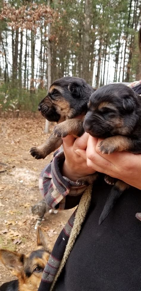 German Shepherd Puppies For Sale Westfield Ma 257022
