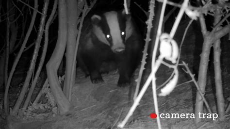 Bbc Two Springwatch 2020 Episode 4 The Life Of Urban Badgers