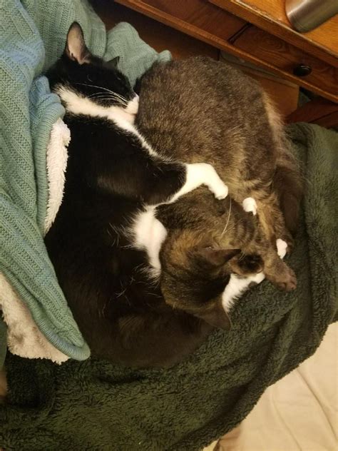 Browse and share the top adopt an older cat gifs from 2021 on gfycat. It took 3 months after adopting from the shelter for the ...