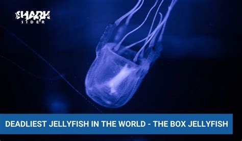 Deadliest Jellyfish In The World Most Poisonous Shark Sider