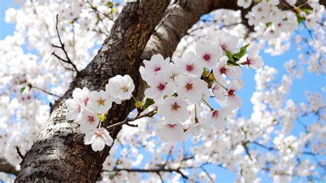 Fond Décran Des Arbres Fleurs La Nature Les Plantes Branche