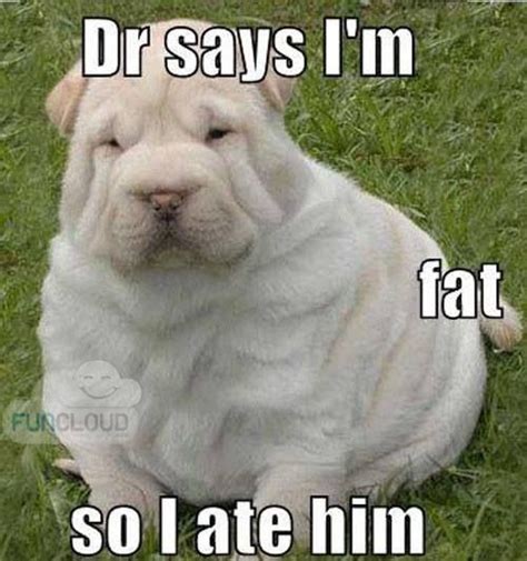 Cute Fat Puppy Funny Caption Sharpe Cute Animals Pinterest Pets