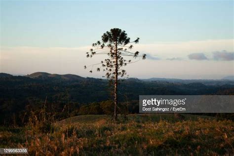One Tree Forest Photos And Premium High Res Pictures Getty Images