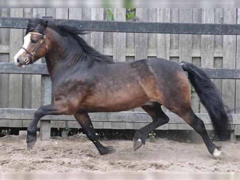 Welsh A Mountain Pony Stallion 8 Years 112 Hh Bay