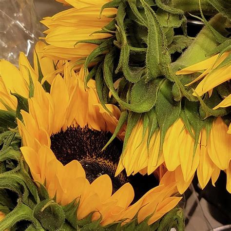 Yellow Sunflower Bunch Photograph By Charlotte Gray Fine Art America