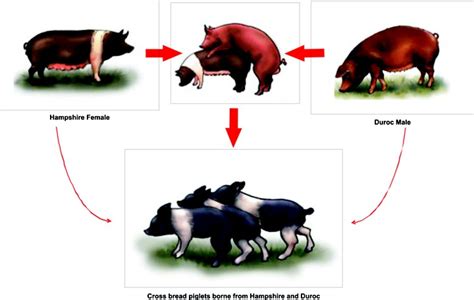 Charless Blog Different Methods Of Cross Breeding Pigs