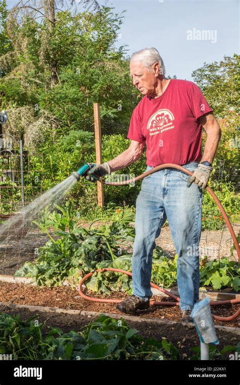 Male Master Gardener Watering Raised Bed Gardening Plots In A Community