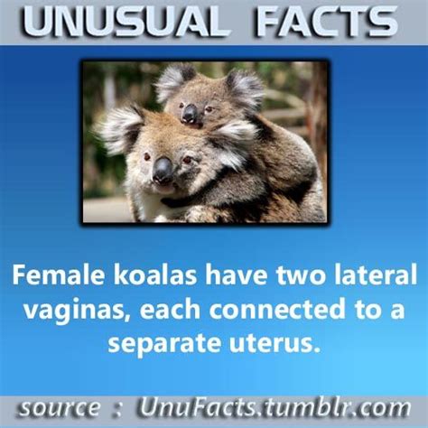 Female Koalas Have Two Lateral Vagnas Each Connected To A Separate