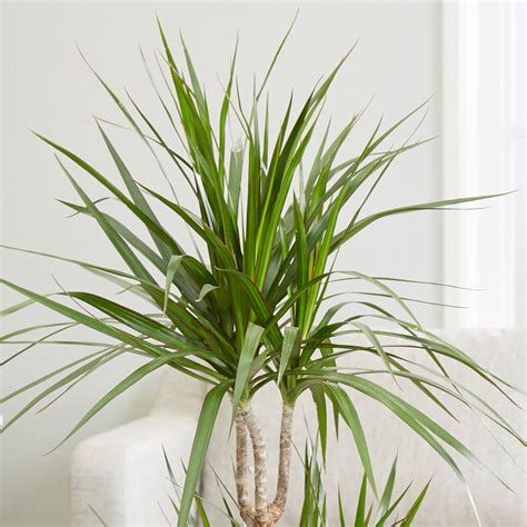 Buy dragon plant Dracaena marginata: Delivery by Crocus