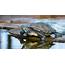River Turtle Animal Facts  AZ Animals