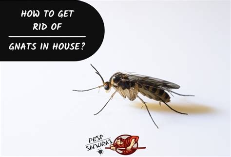 How To Get Rid Of Gnats In House 9 Effective Ways Pest Samurai