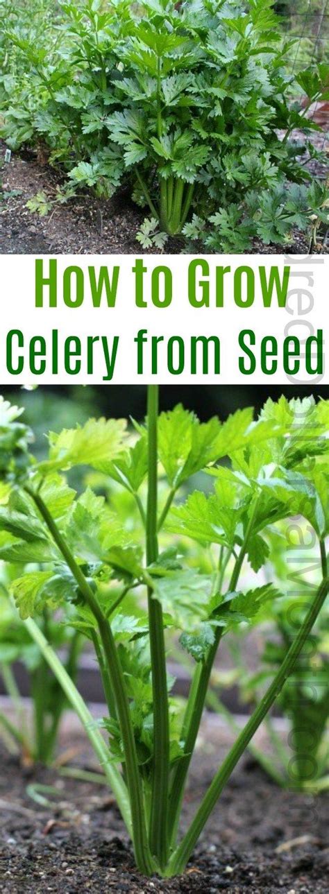 How To Grow Celery Growing Celery How To Plant Celery Gardening