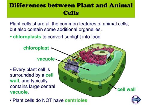 Animal cell vs plant cell plant cell and animal cell are the structural unit of life of plants and animals respectively. PPT - Unit 3C PowerPoint Presentation, free download - ID ...