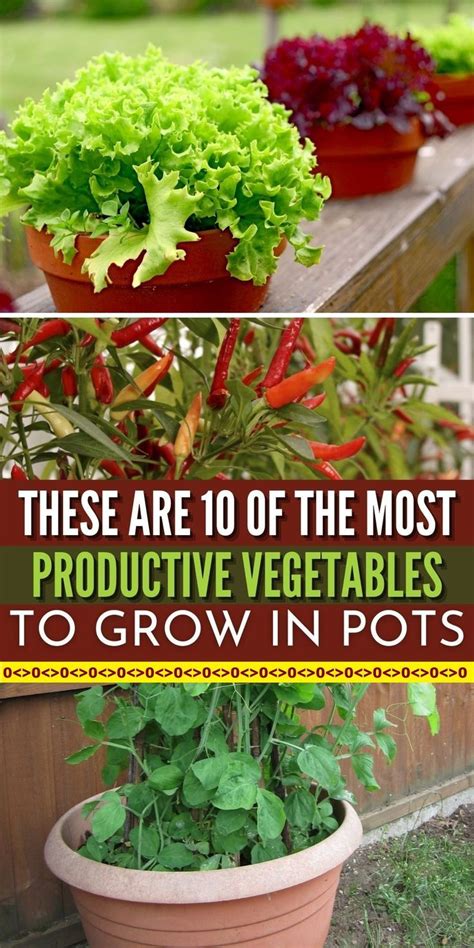 These Are 10 Of The Most Productive Vegetables To Grow In Pots