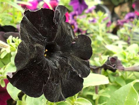 Natural Black Flowers Beautiful Flowers Virtual University Of Pakistan