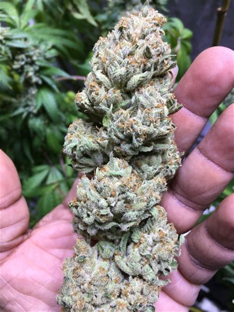Photos Of The White Weed Strain Buds Leafly