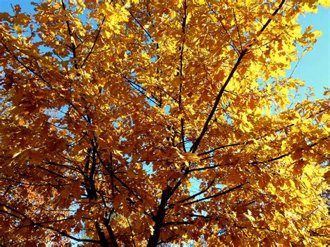 3840x2880 Autumn Golden Nature Oak Sunny Tree 4k Wallpaper