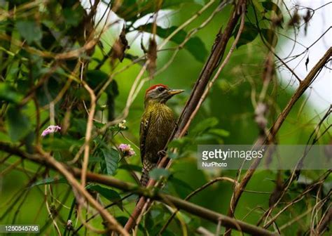 Migratory Birds India Photos And Premium High Res Pictures Getty Images