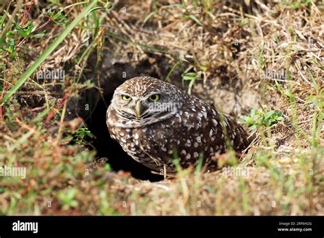 Burrowing Owl Athene Cunicularia At The Cave Entrance Florida Usa