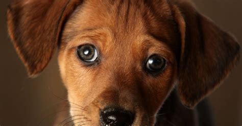 Puppy Dog Eyes Evolutionary Trick Dogs Use To Get What They Want