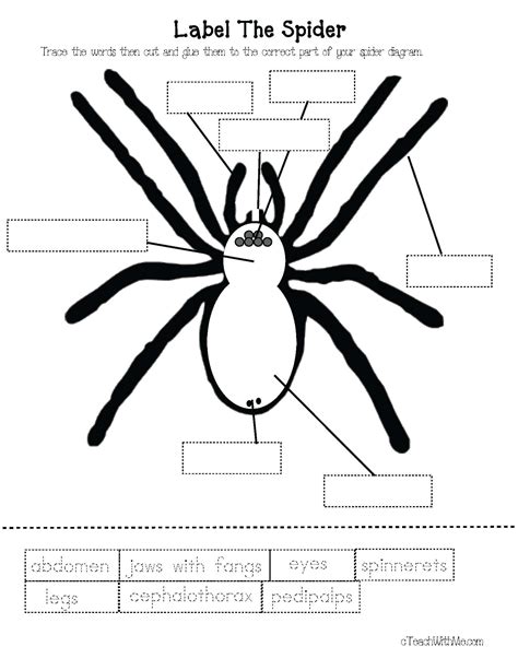 Spider Labelled Diagram