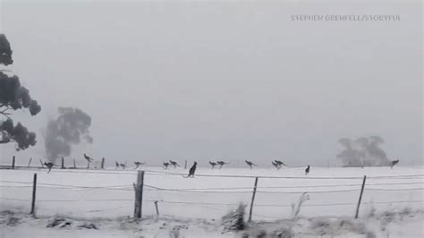 Kangaroos Caught In The Middle Of Severe Winter Storm In Australia