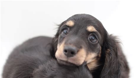 16 Pups Who Are Dachshund Through The Snow Huffpost Uk Life