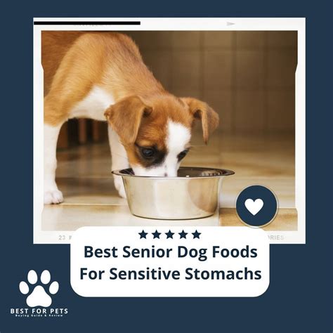 The 11 Best Senior Dog Foods For Sensitive Stomachs Of 2023