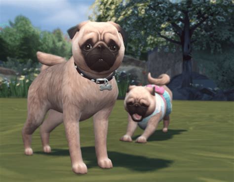 Pugs For The Sims 4 By Ouijasims Spring4sims Sims 4 Pets Sims Pets