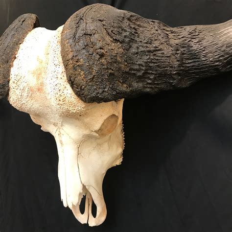 Gorgeous Cape Buffalo Skull Real Bone Available For Purchase At Natur