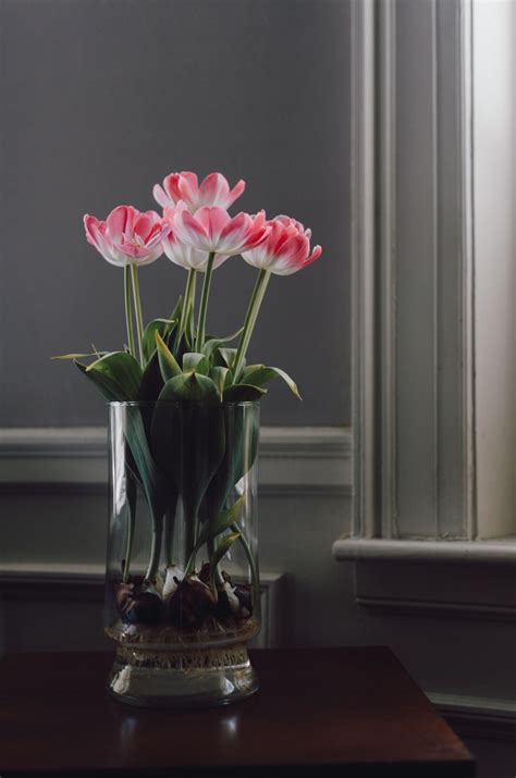 Free Images Window Glass Vase Red Lighting Still Life Painting