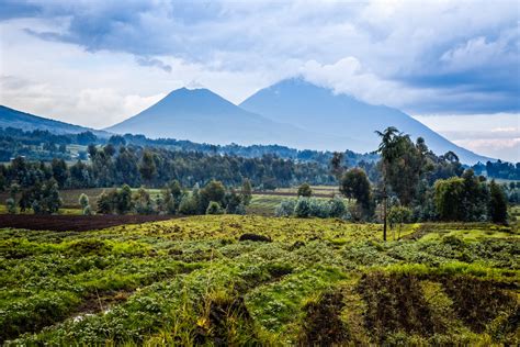 The Fight To Protect Virunga And Its Mountain Gorillas